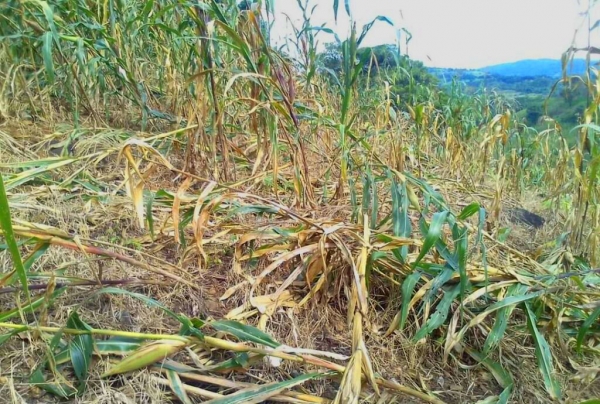 En riesgo 70% de los cultivos sembrados en Guerrero