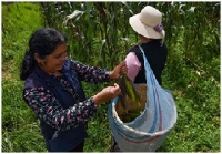 Mujeres en el campo