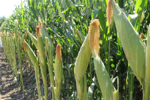 Prohibición del glifosato ‘tiraría’ cultivo de maíz y frijol