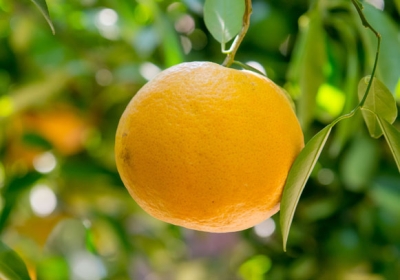 Apertura del mercado mexicano a naranjas chilenas