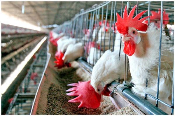 Crece demanda de alitas de pollo