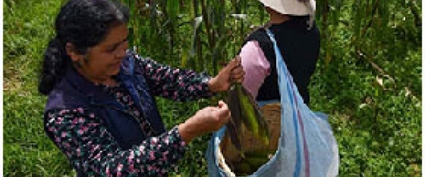 Mujeres en el campo